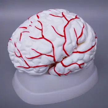 Человеческий Мозг из 8 частей с полностью рассеченной артерией Модель для медицинского исследования Natural
